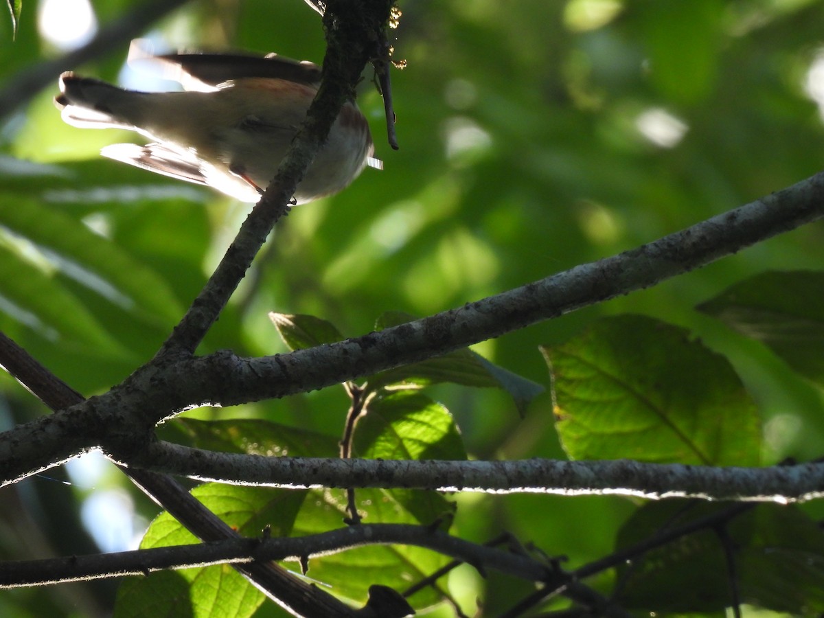 Bay-breasted Warbler - ML634345924