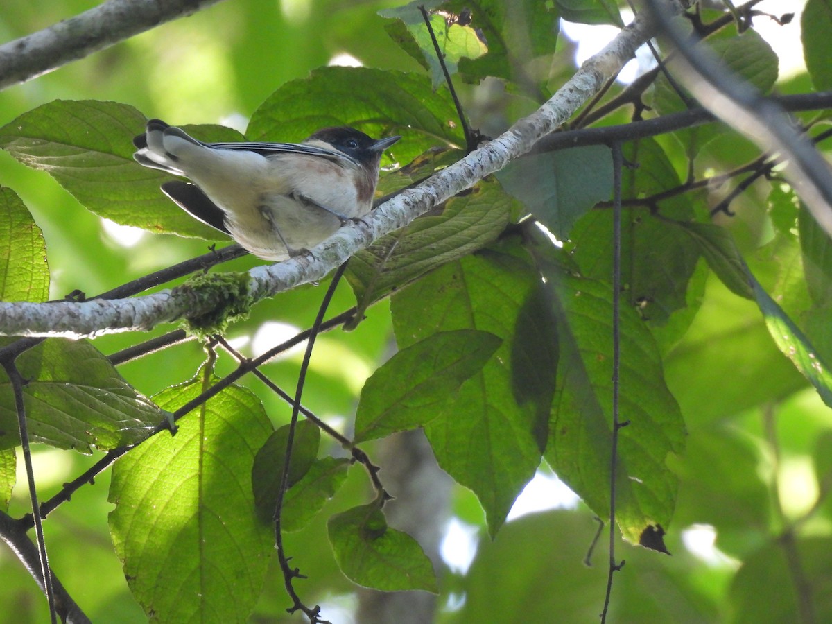 Bay-breasted Warbler - ML634345925