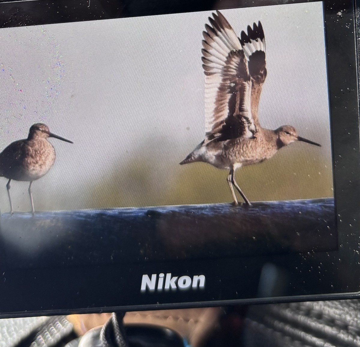 Willet - ML634345951
