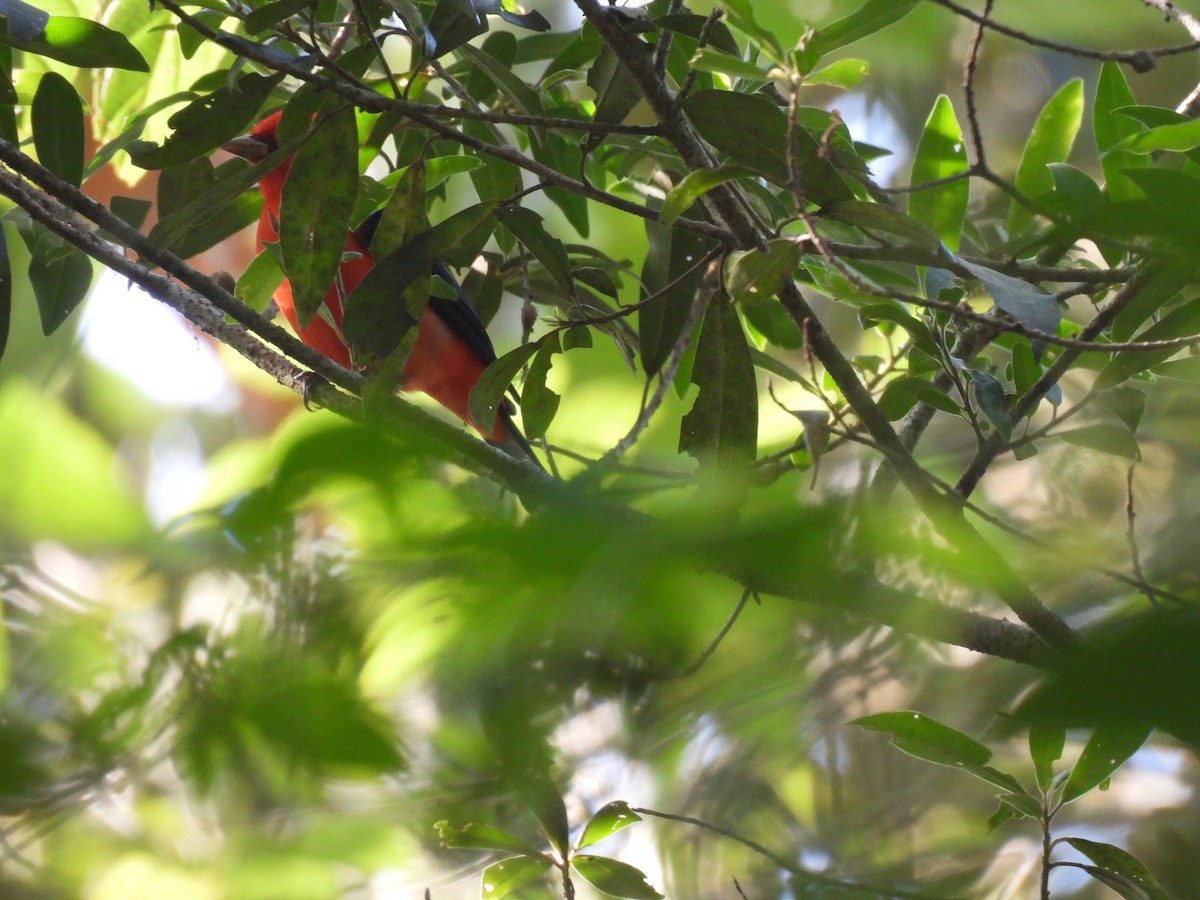 Scarlet Tanager - ML634345961