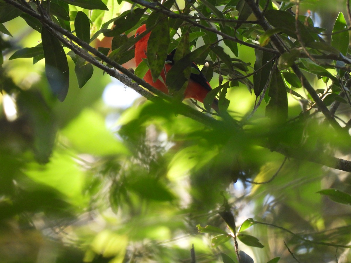 Scarlet Tanager - ML634345963