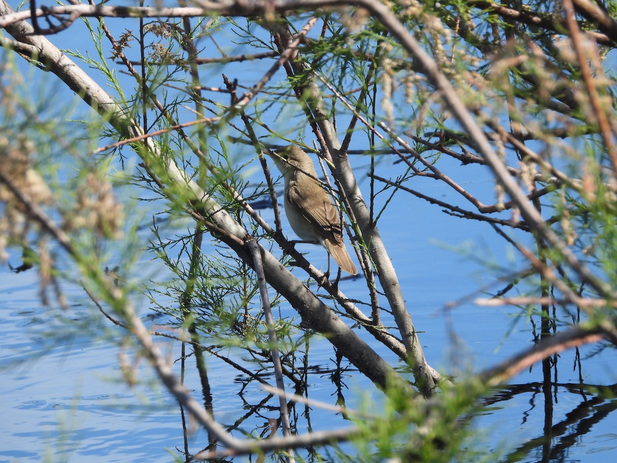 Marsh/Common Reed Warbler - ML634345990