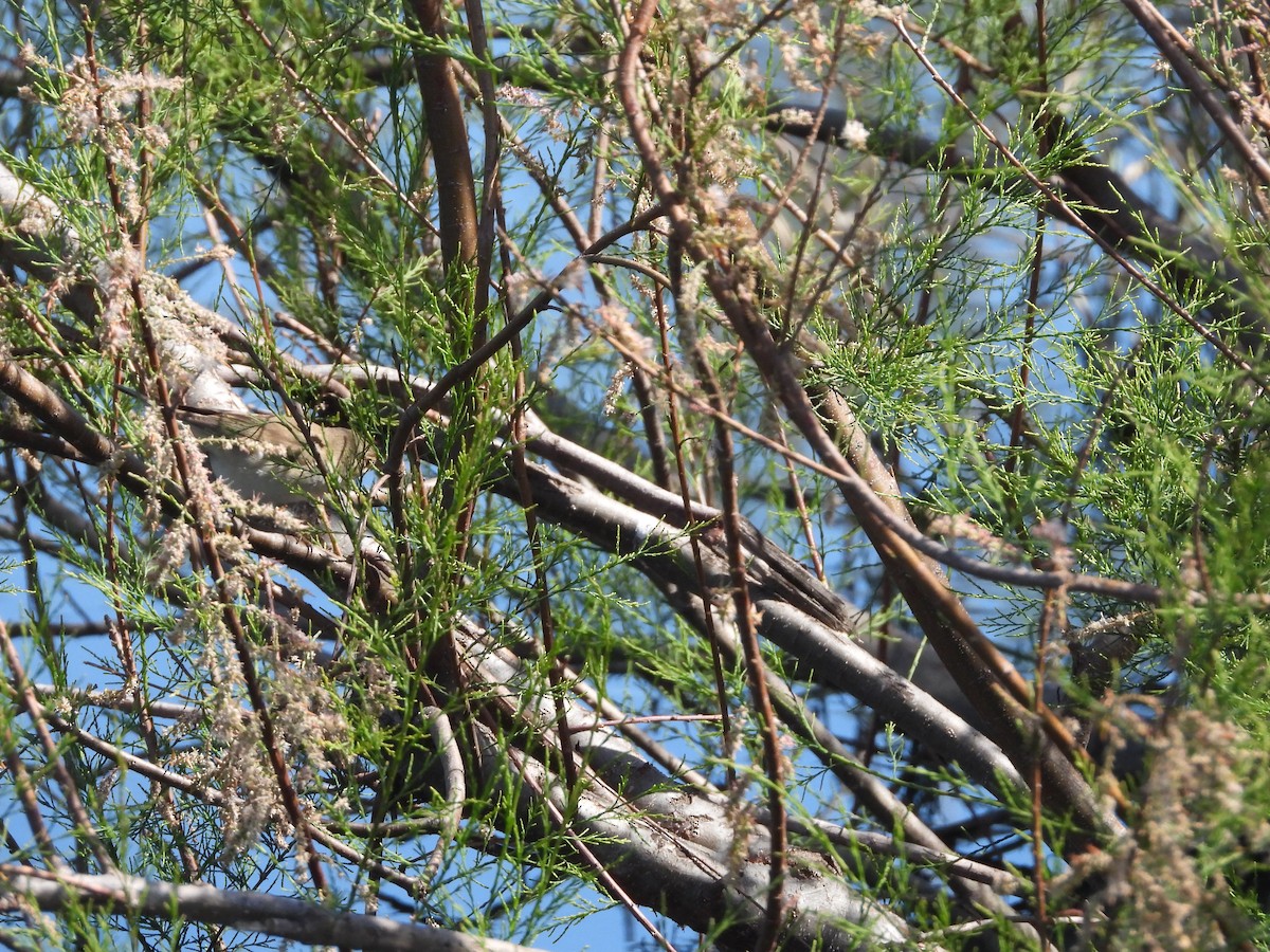 Marsh/Common Reed Warbler - ML634345992