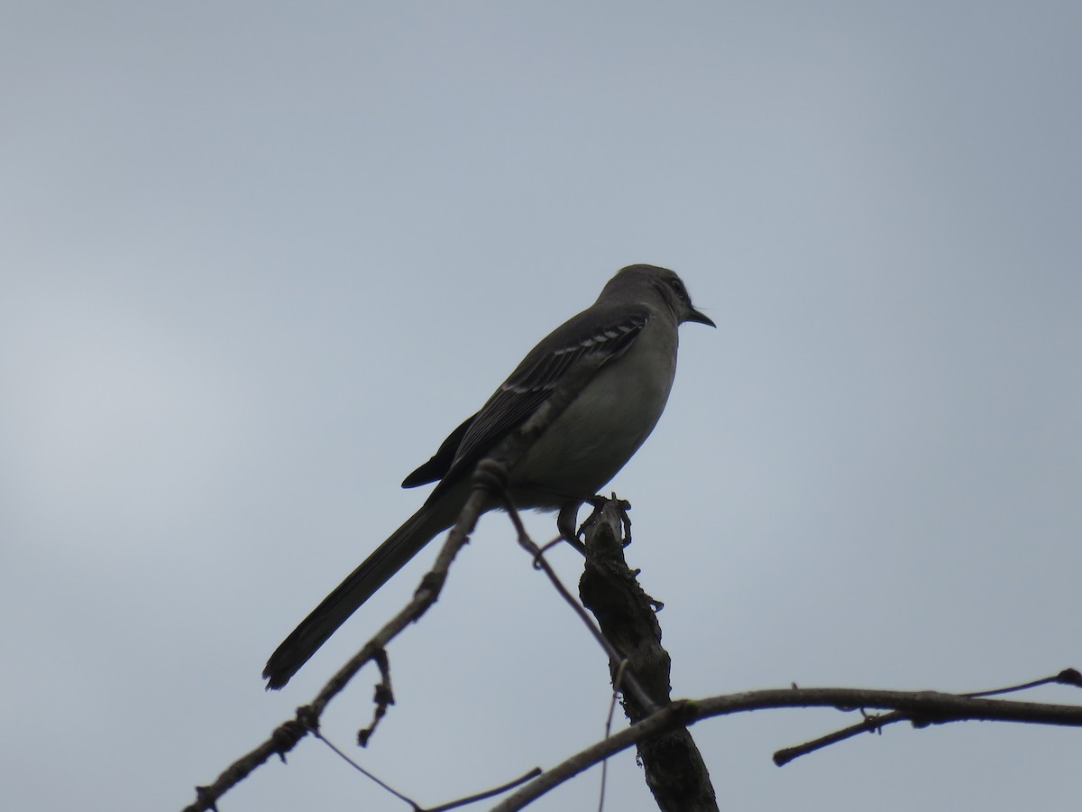 Northern Mockingbird - ML634346026