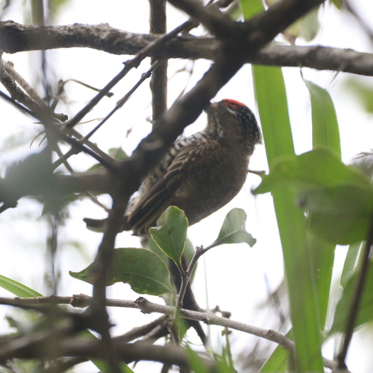 White-barred Piculet - ML634346057
