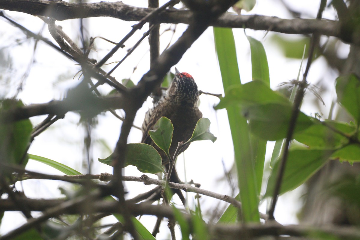 White-barred Piculet - ML634346058