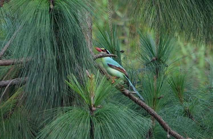 Common Green-Magpie - ML634346106