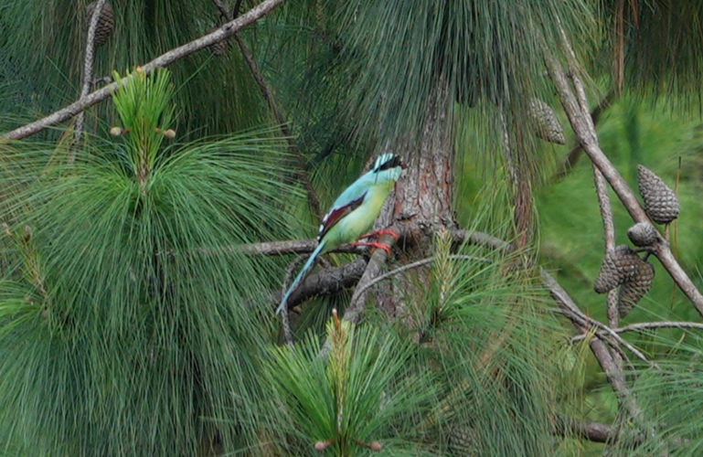Common Green-Magpie - ML634346108