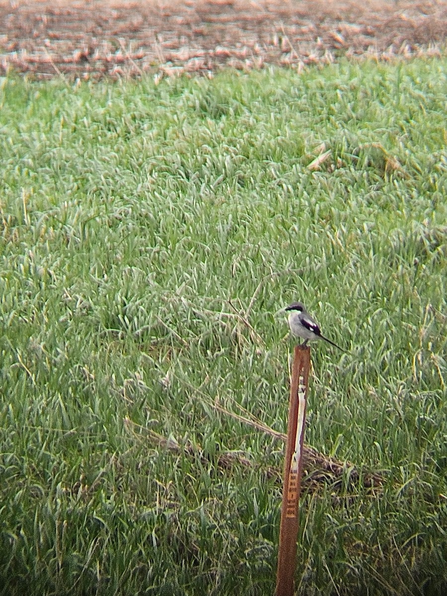 Pie-grièche migratrice - ML634346133