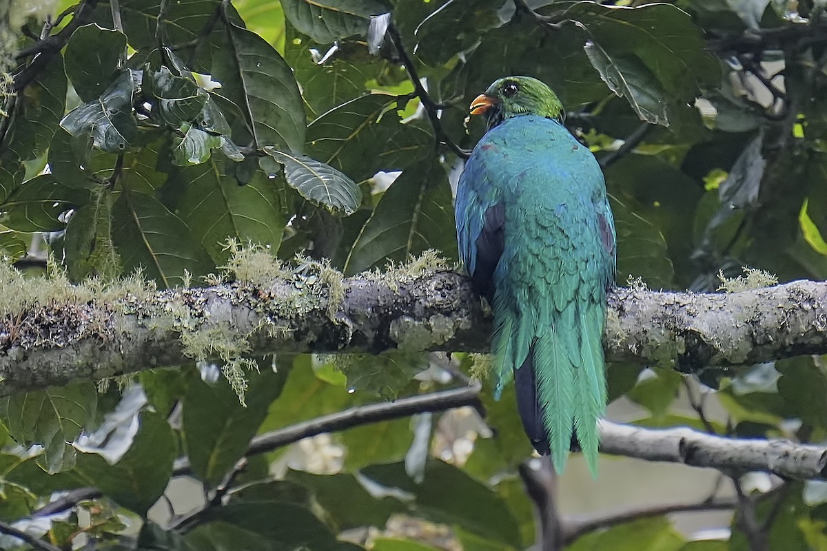 Golden-headed Quetzal - ML634346312