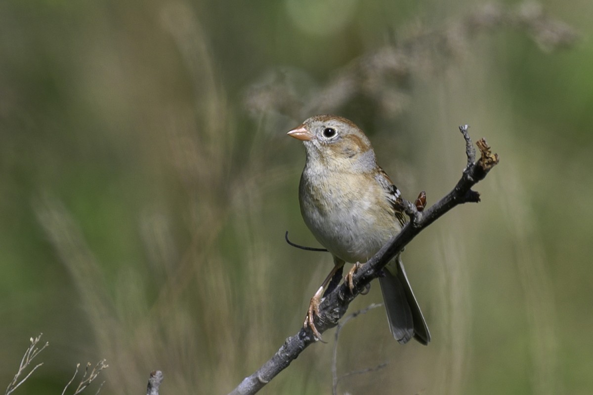 Field Sparrow - ML634346369