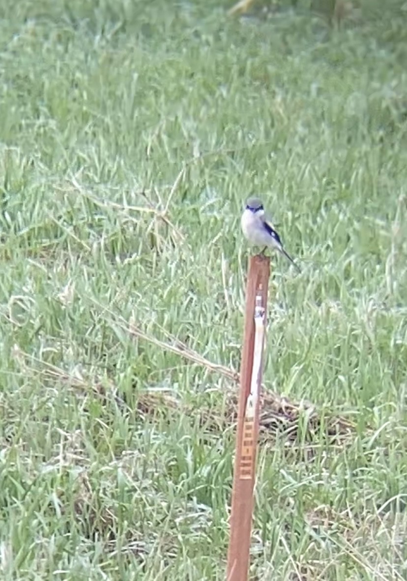 Pie-grièche migratrice - ML634346380