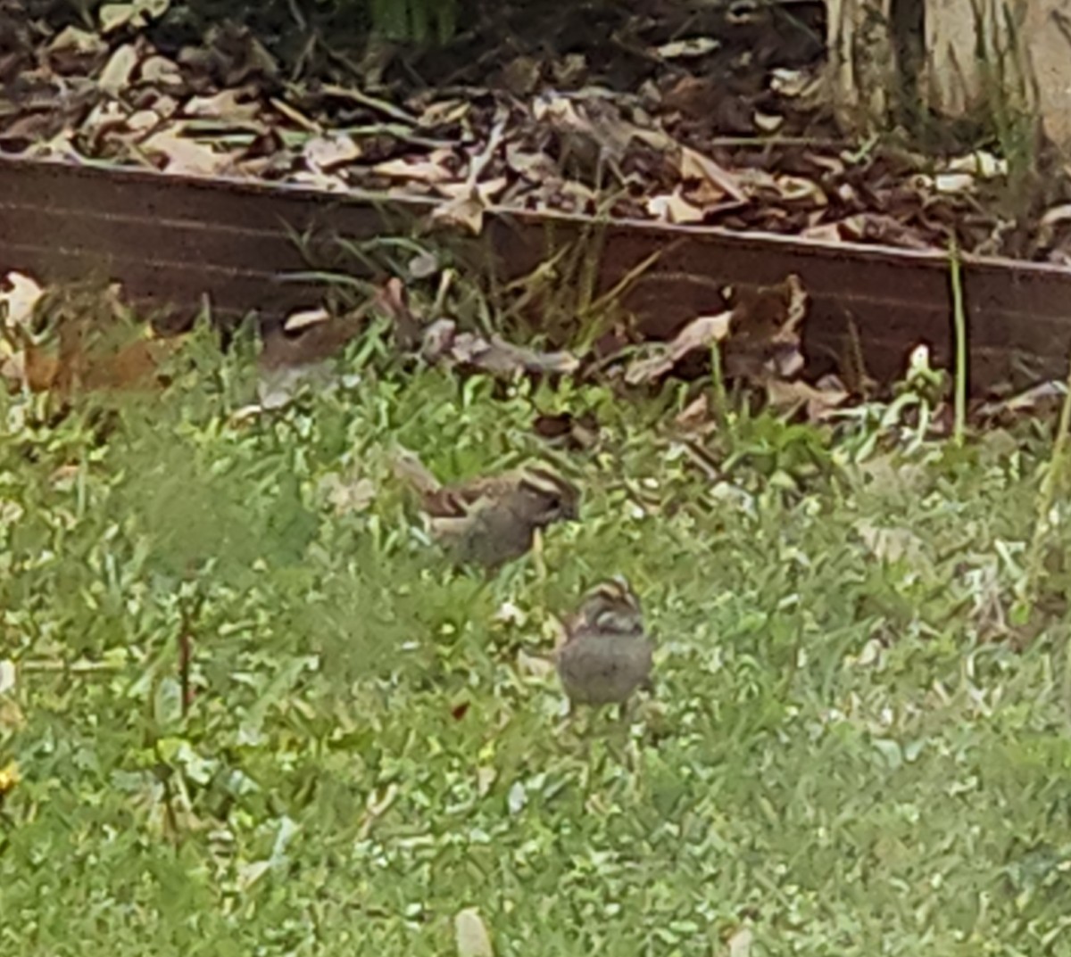 White-throated Sparrow - ML634346421