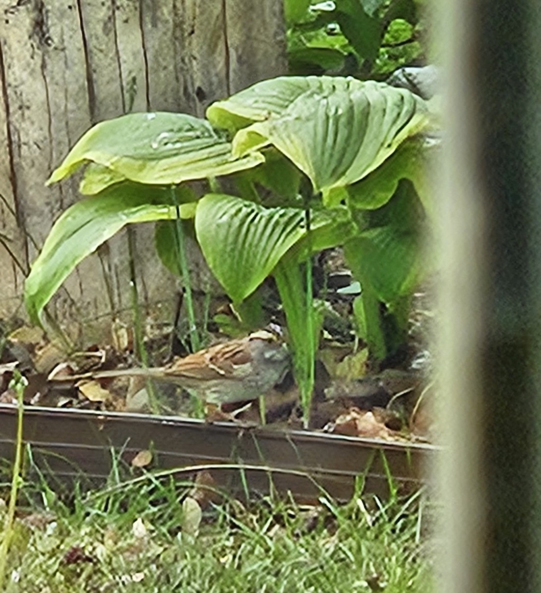 White-throated Sparrow - ML634346422
