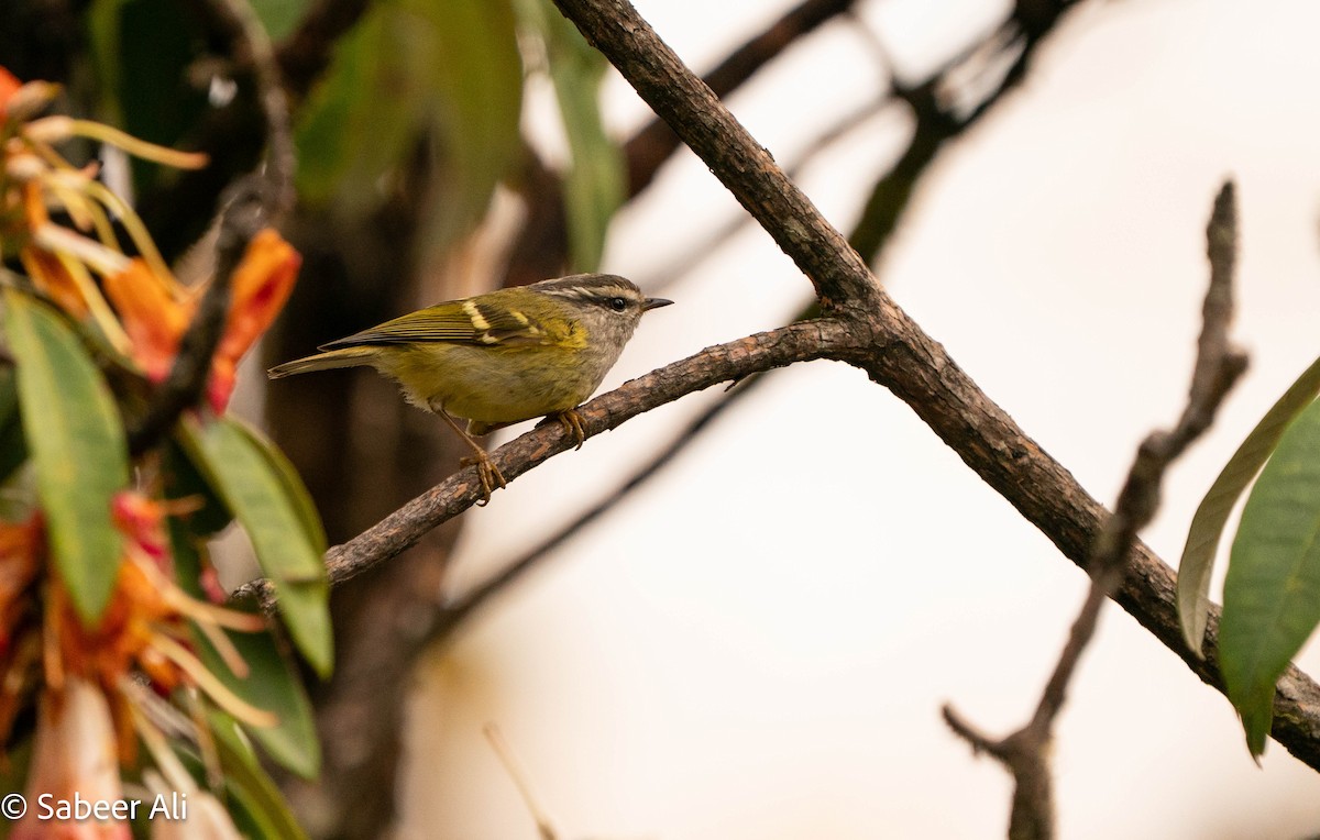 Ashy-throated Warbler - ML634346462