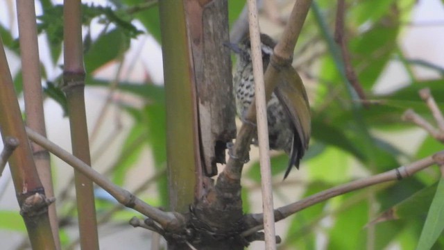 Speckled Piculet - ML634346479