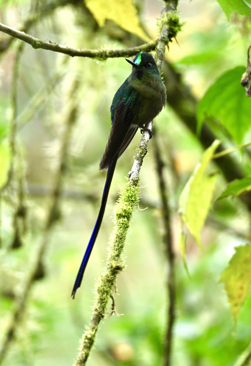Violet-tailed Sylph - ML634346515