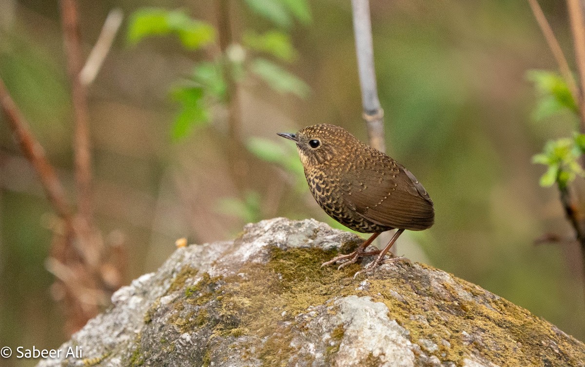 Scaly-breasted Cupwing (Himalayan) - ML634346584