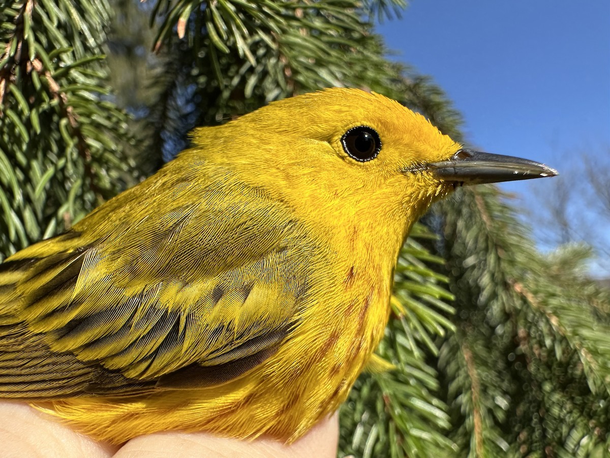 Northern Yellow Warbler - ML634346599