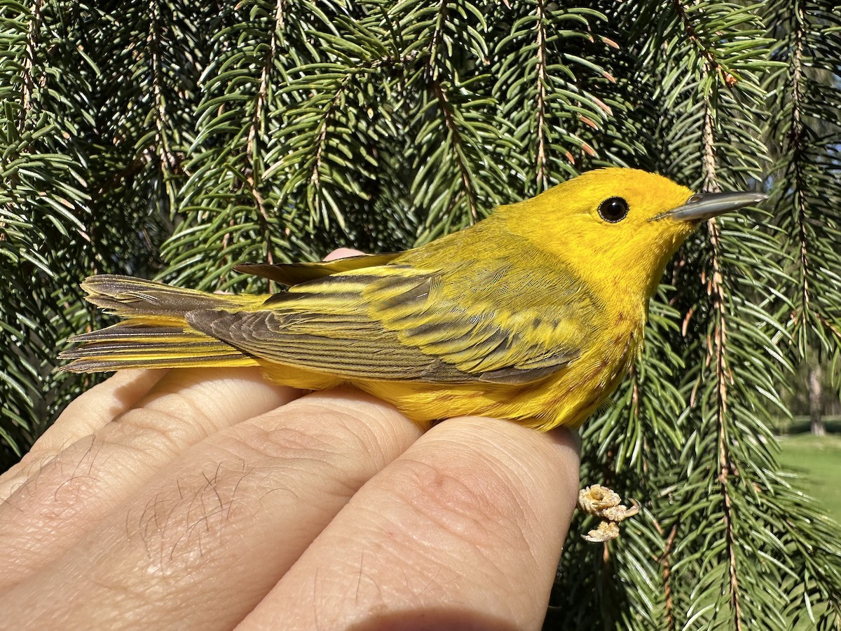 Northern Yellow Warbler - ML634346600