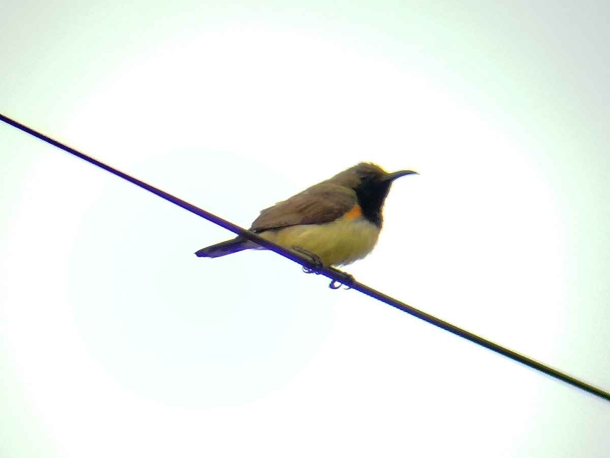 Ornate Sunbird - ML634346690
