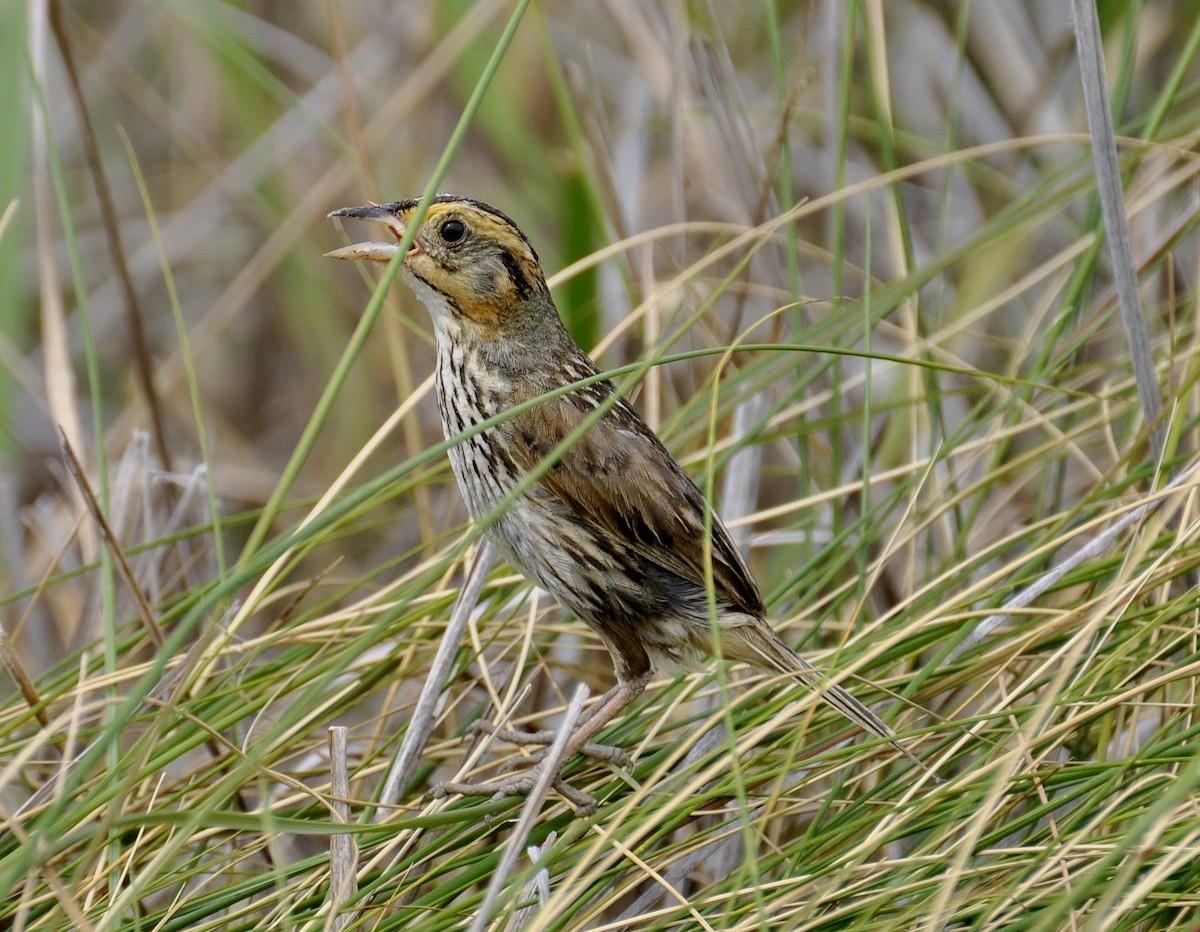 Bruant à queue aiguë - ML63434671