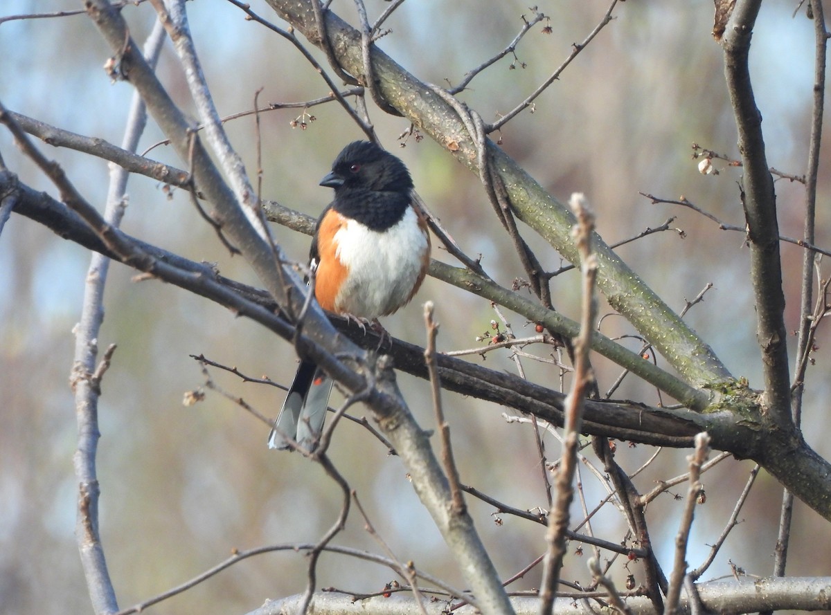 Eastern Towhee - ML634346755