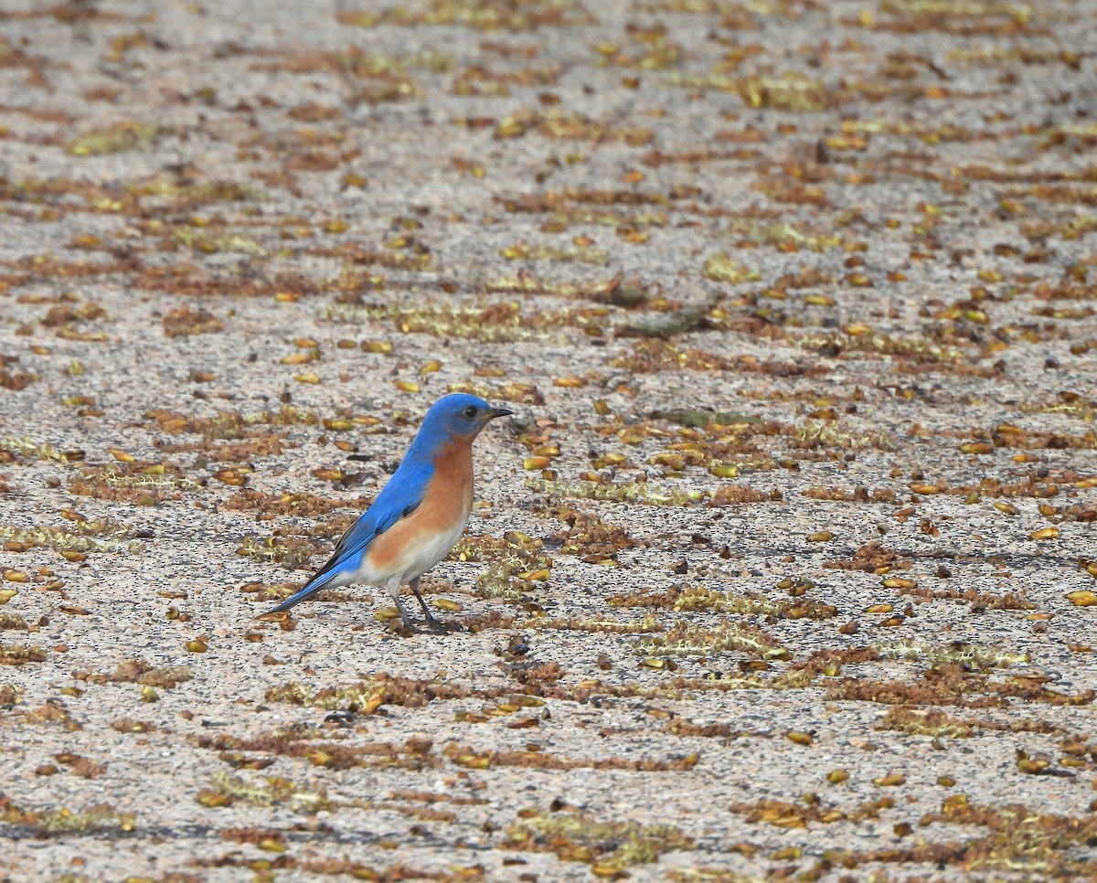 Eastern Bluebird - ML634346774