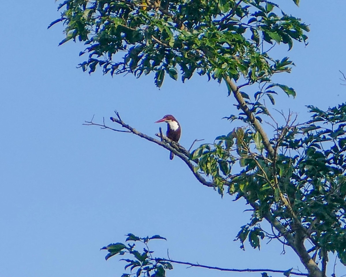White-throated Kingfisher - ML634346812
