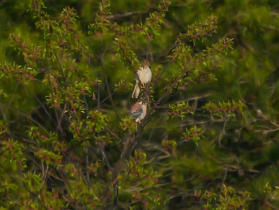 American Kestrel - Roger Horn