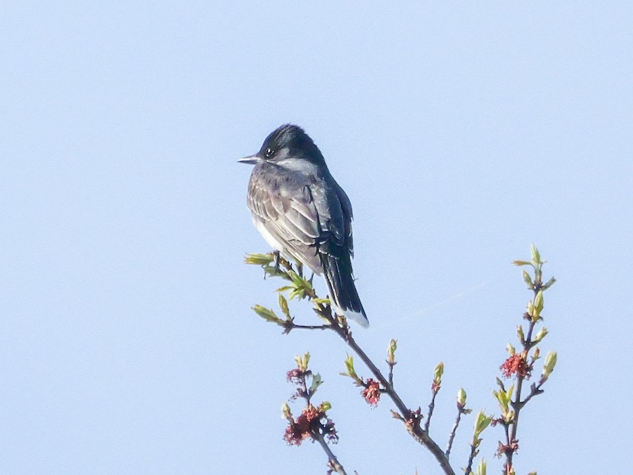 Eastern Kingbird - Roger Horn