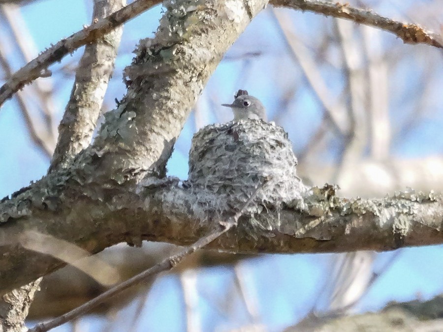 Blue-gray Gnatcatcher - Roger Horn