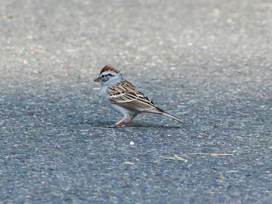 Chipping Sparrow - Roger Horn