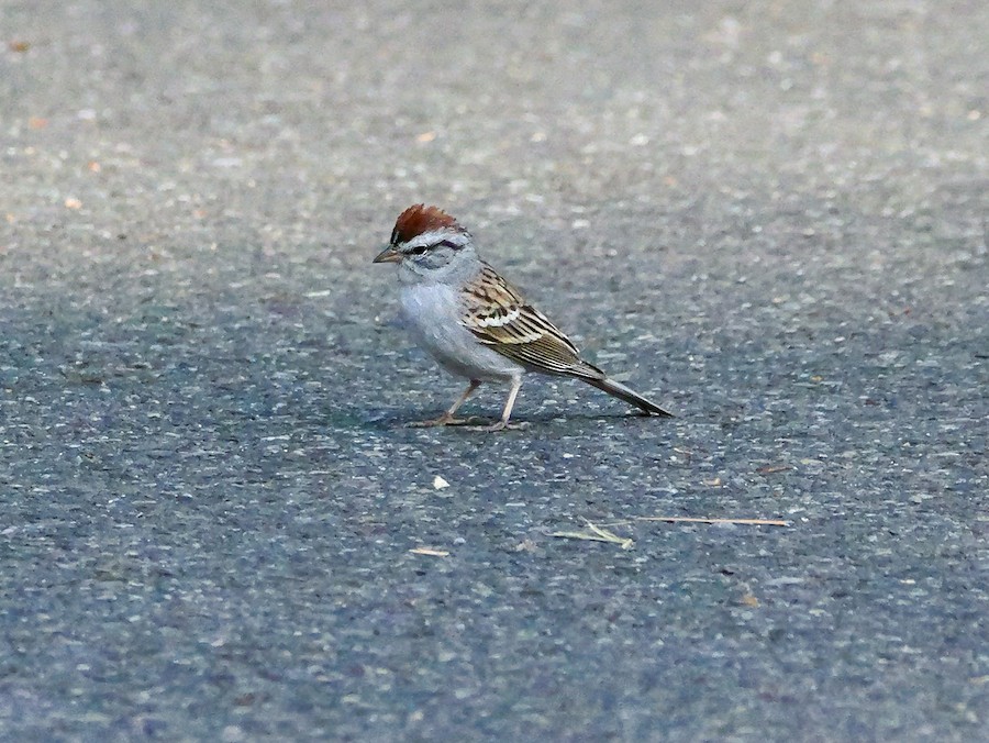 Chipping Sparrow - Roger Horn