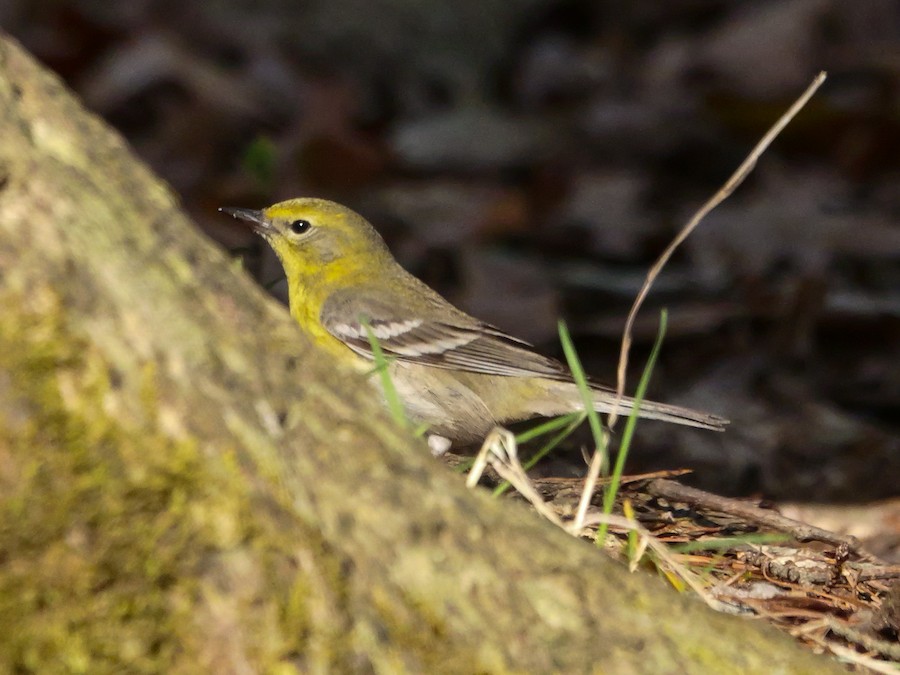 Pine Warbler - Roger Horn