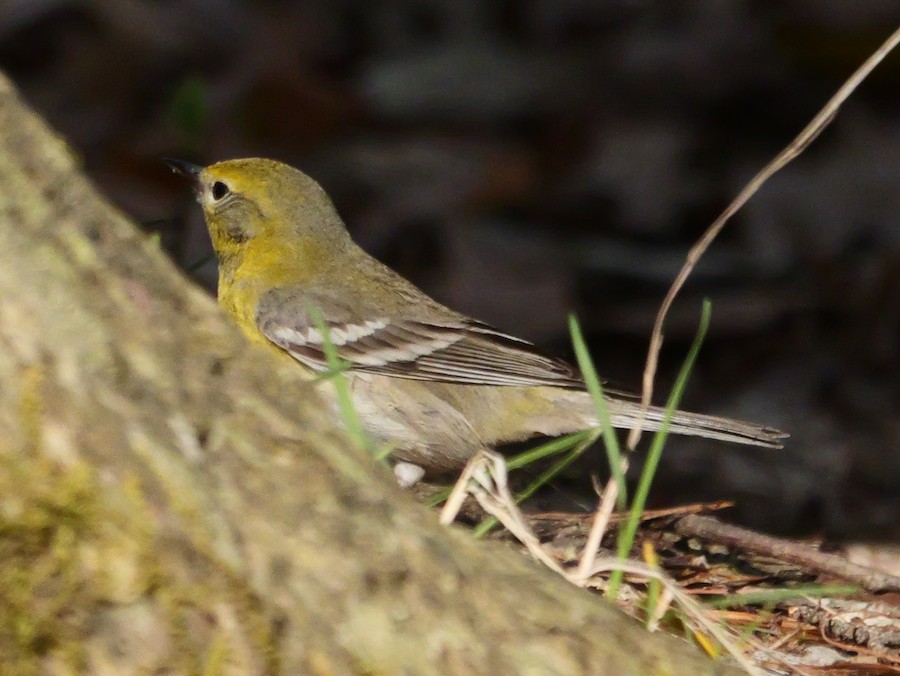 Pine Warbler - Roger Horn