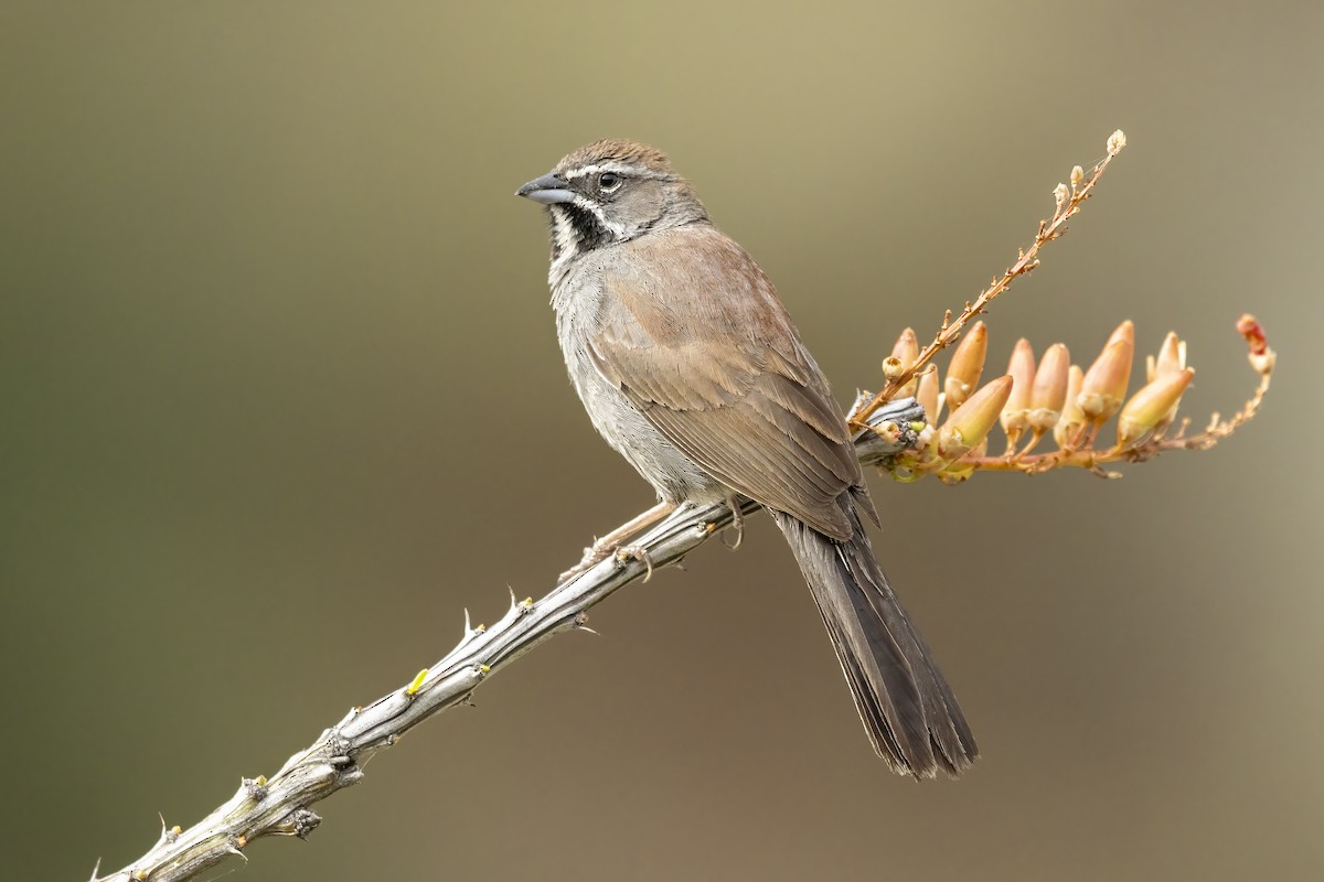 Five-striped Sparrow - ML634347018