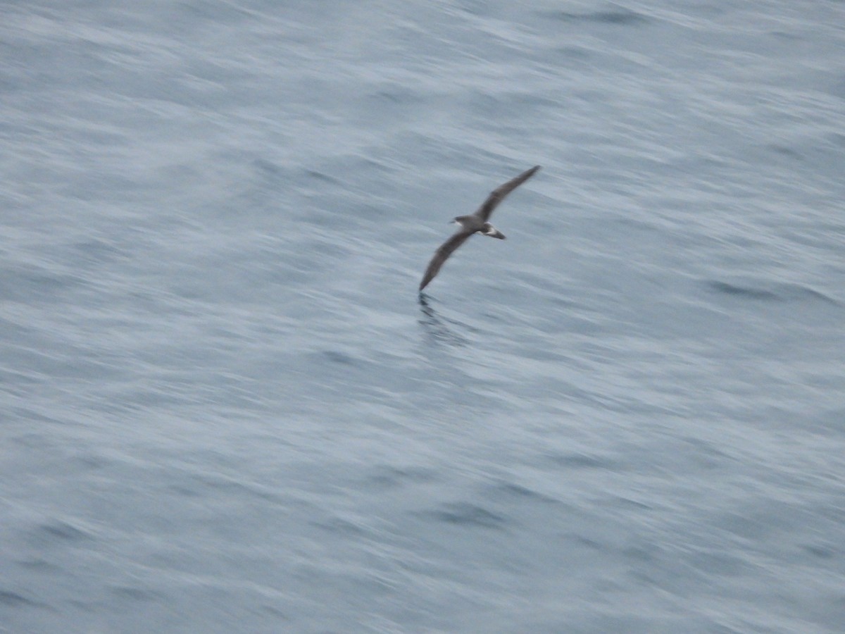 Petrel de las Juan Fernández - ML634347028
