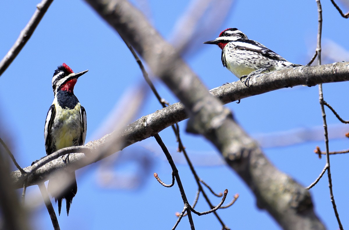 Yellow-bellied Sapsucker - ML634347075