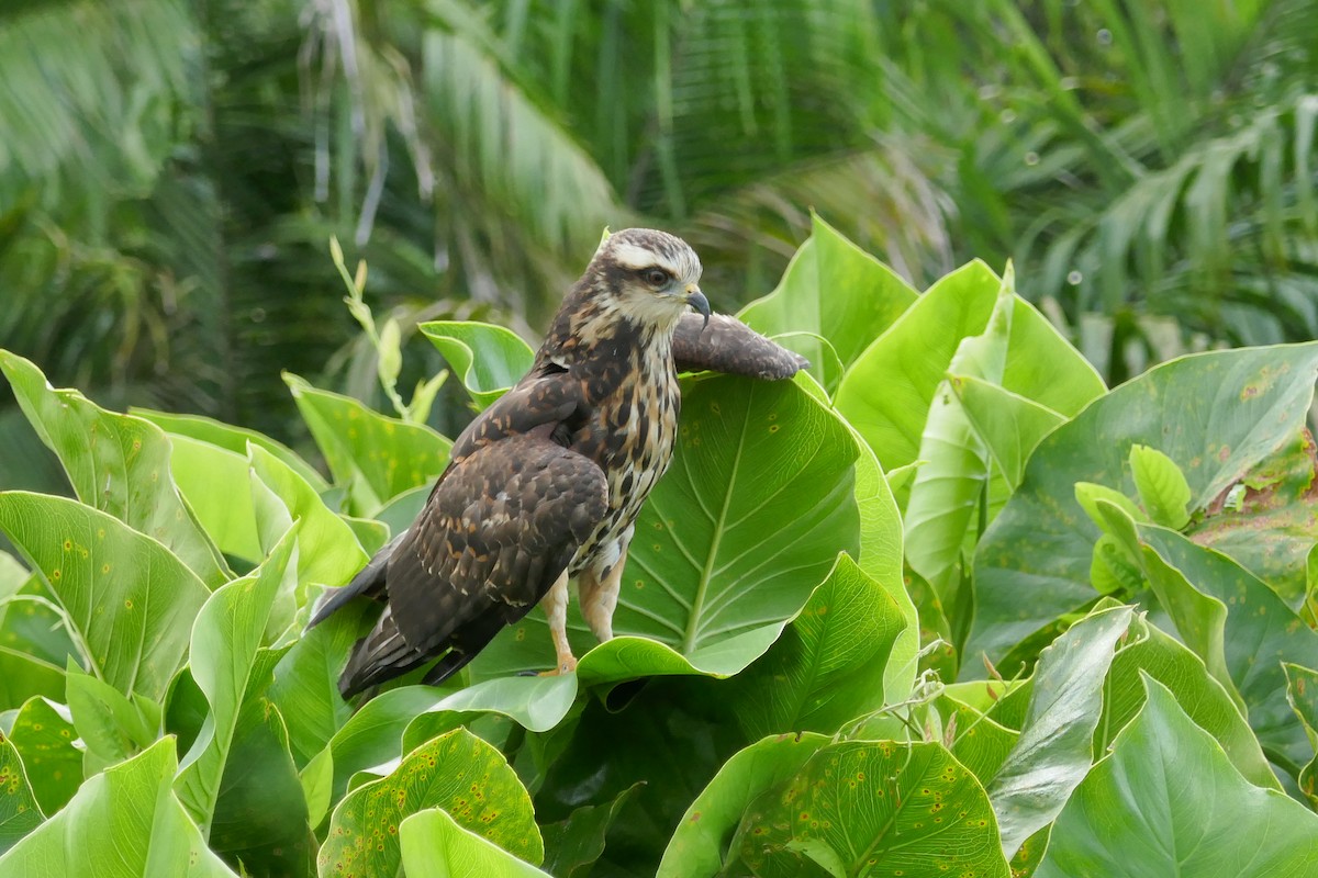 Snail Kite - ML634347122