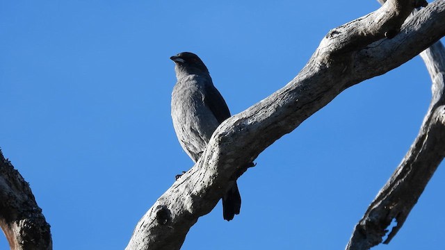 Cotinga à huppe rouge - ML634347181
