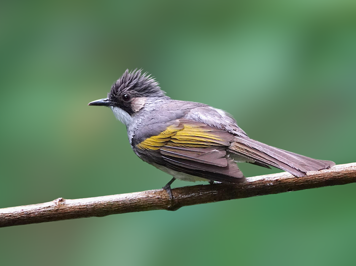 Ashy Bulbul - ML634347194