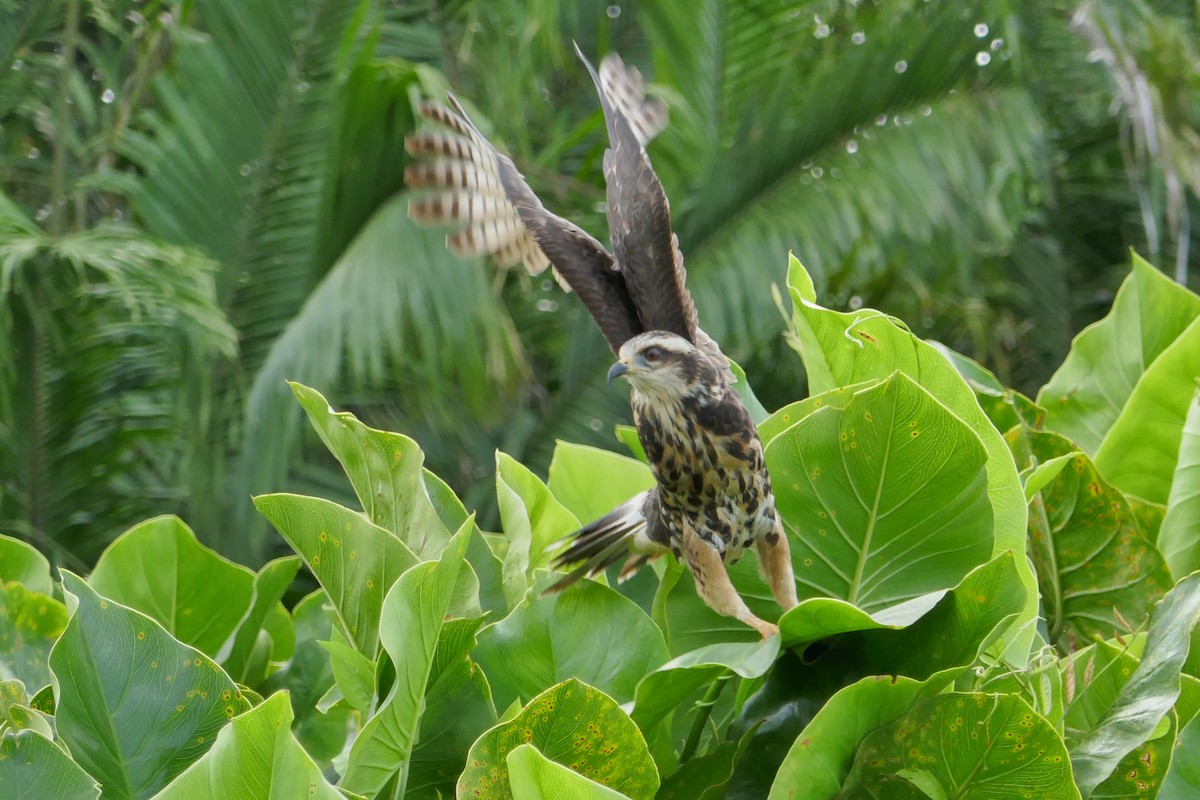Snail Kite - ML634347218