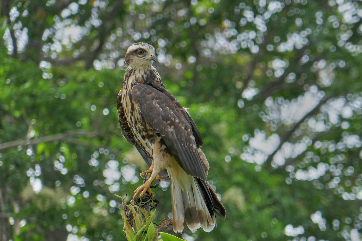 Snail Kite - ML634347279