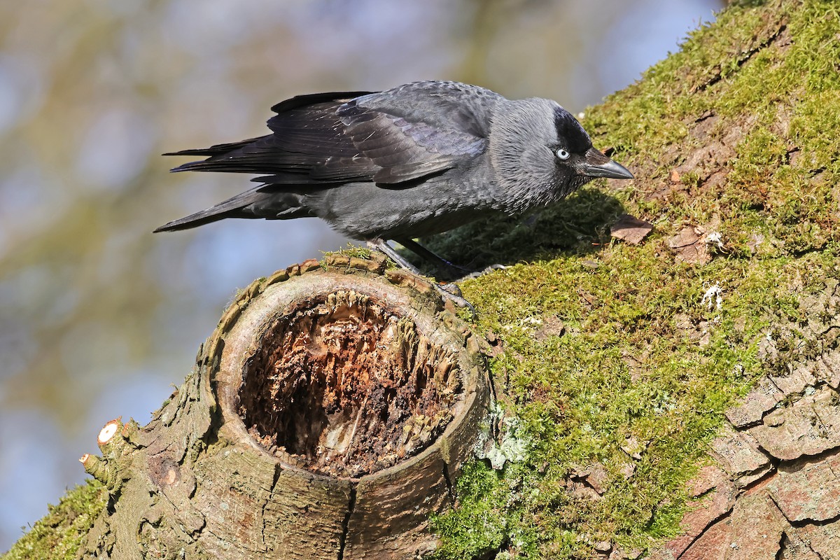 Eurasian Jackdaw - ML634347321