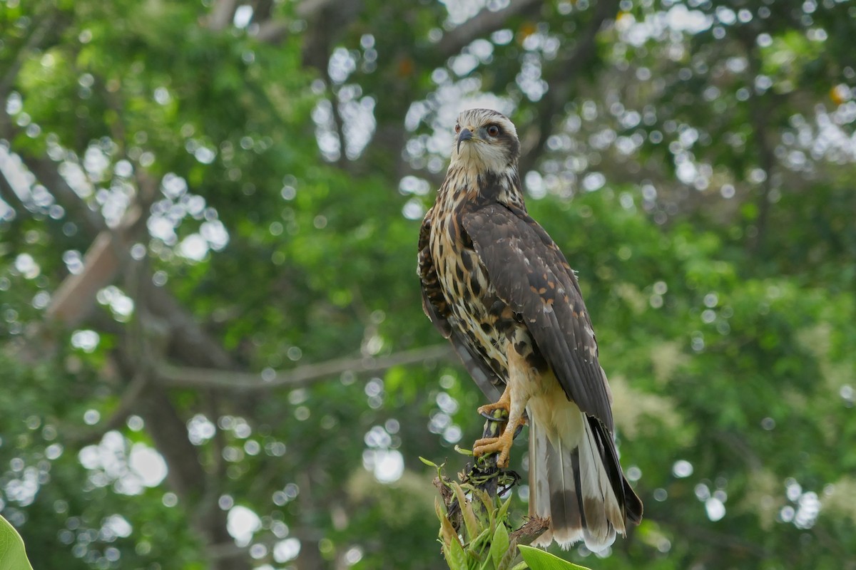 Snail Kite - ML634347324