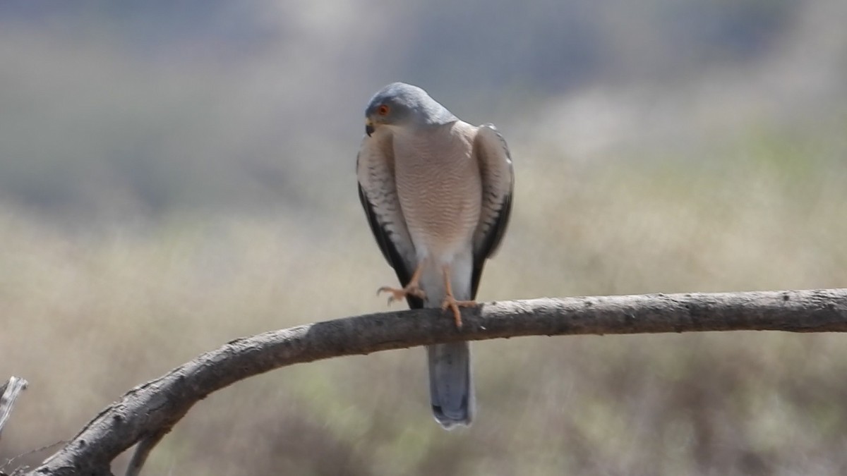 Shikra - ML634347355