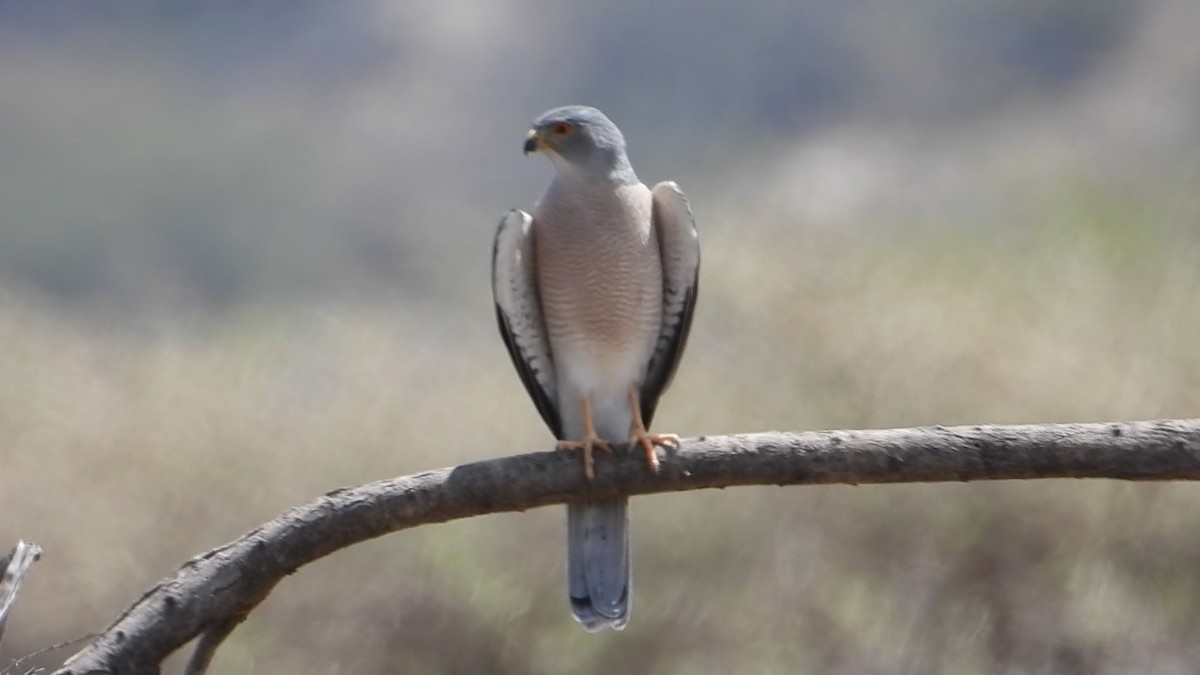 Shikra - ML634347356