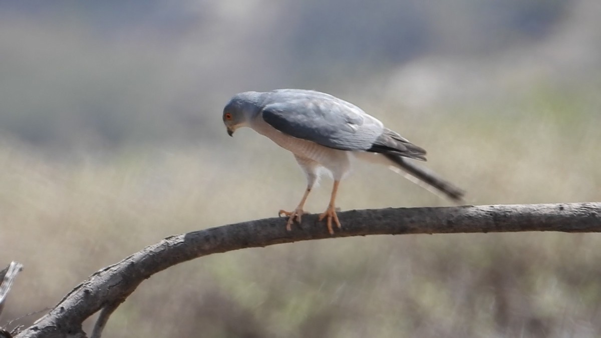 Shikra - ML634347357