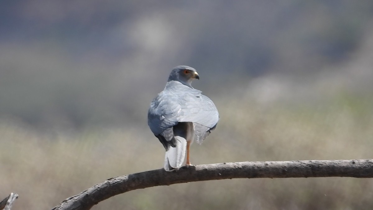 Shikra - ML634347358